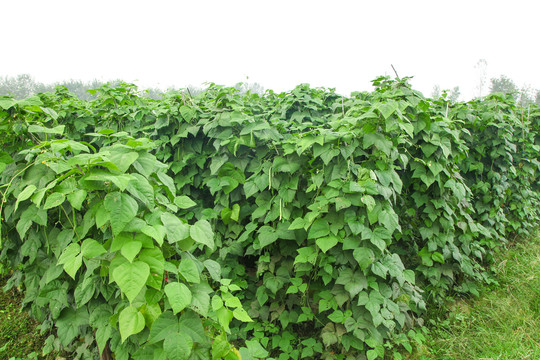 園子里種著四季豆