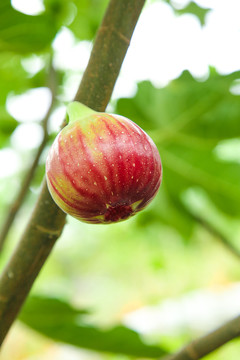 户外的无花果树