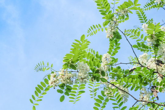 槐树槐花