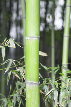 一片竹林