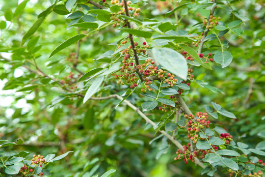 树上的花椒