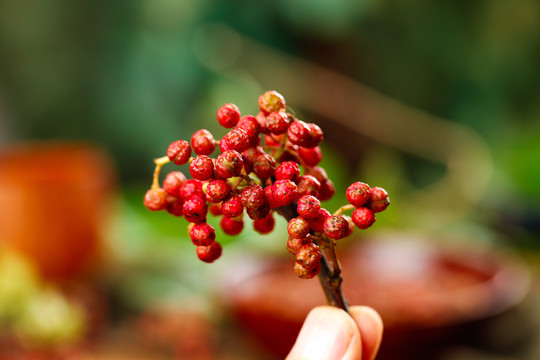 手拿新鲜红花椒