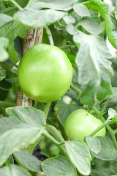农田里种植的西红柿