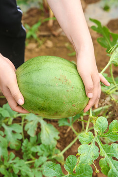 农地里种植的西瓜