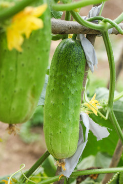 农田里种植的新鲜黄瓜