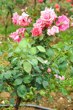 农田里种植的月季花