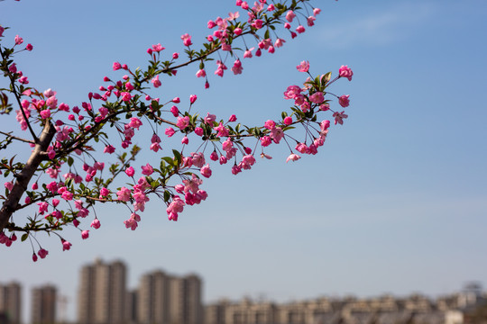 海棠花开