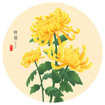 手绘菊花