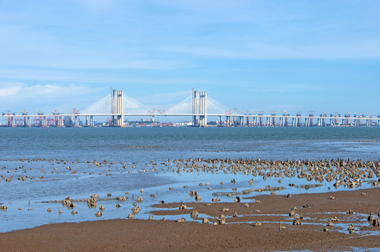 泉州湾湿地