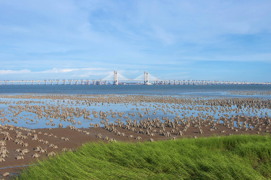 海湾湿地风景