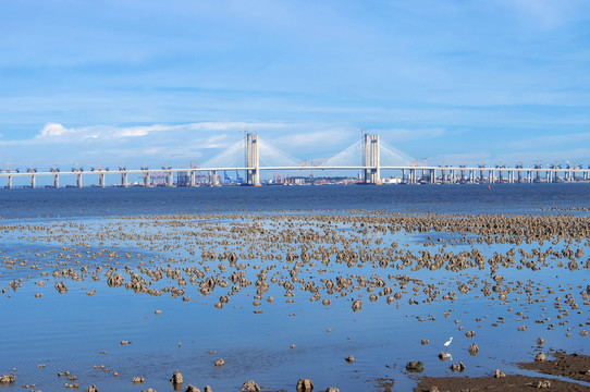 泉州湾湿地