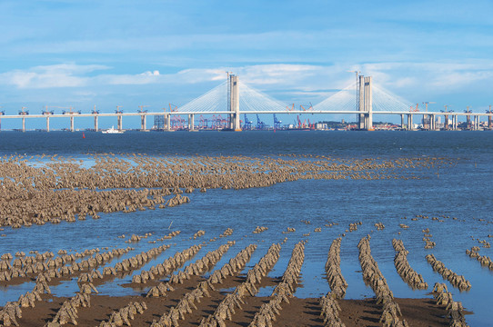 泉州湾海蛎养殖基地