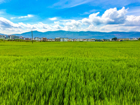 大理田园风光