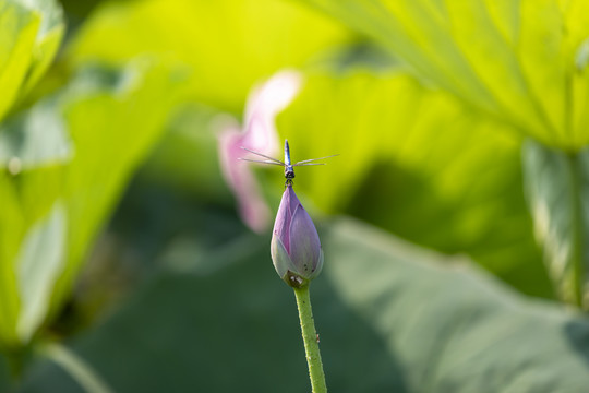 荷花与蜻蜓