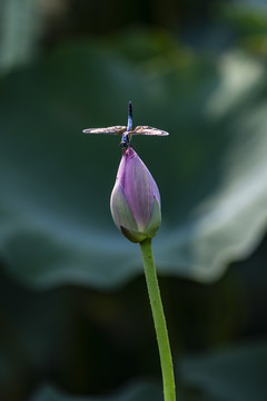 荷花与蜻蜓