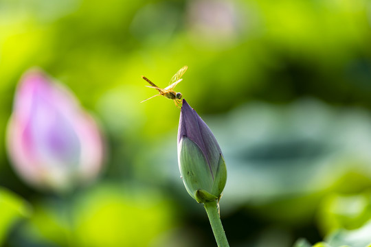 荷花与蜻蜓