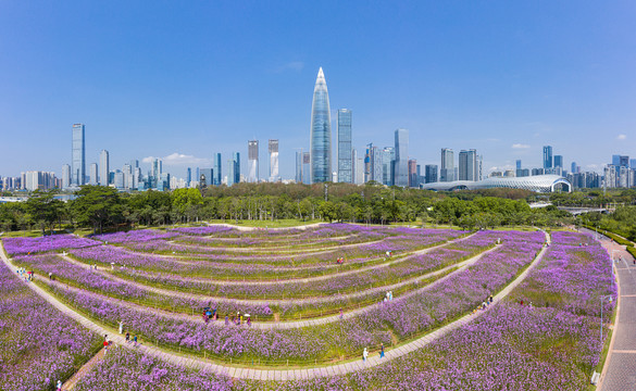 深圳市南山区深圳湾公园流花山