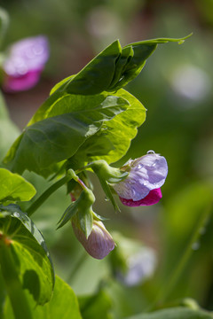 豌豆花