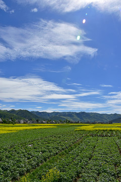 乡村风光