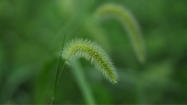 狗尾草