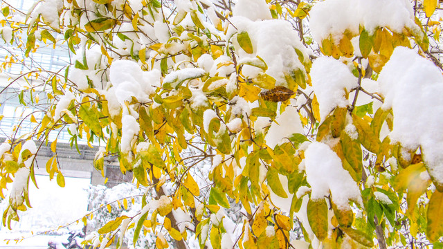 大雪