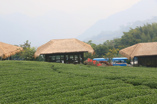 阿里山