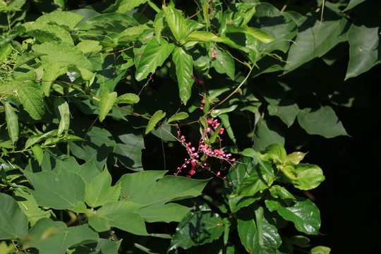 臺(tái)灣公園花卉