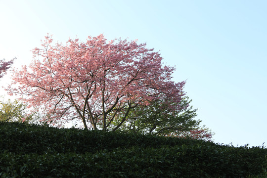 永福樱花园