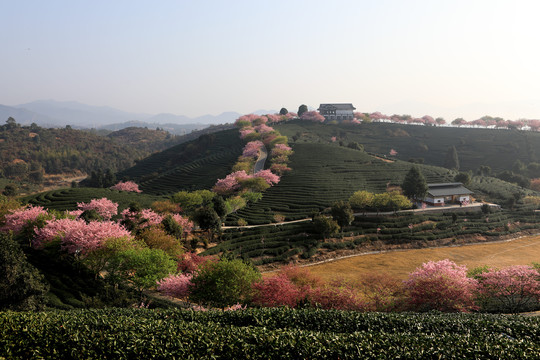 永福樱花园