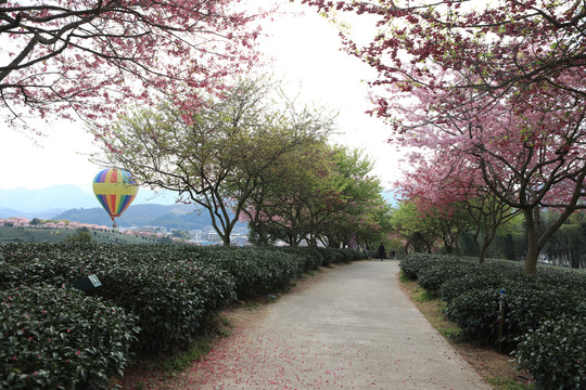 永福樱花