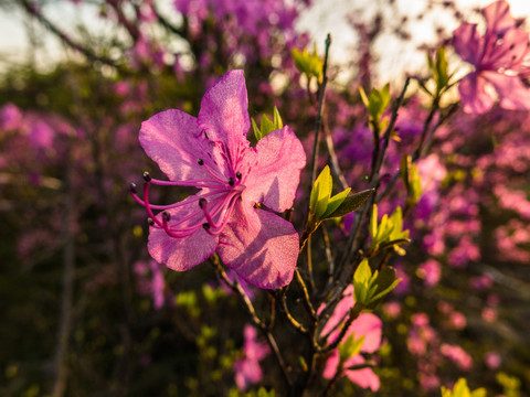 逆光拍摄杜鹃花