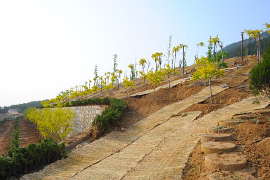 山体植树