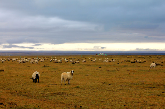 青海湖风景羊群摄影原创作品