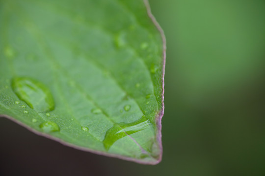 雨后的绿叶和上面的水珠