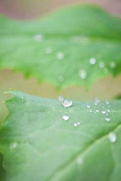 雨后绿叶上的雨滴特写