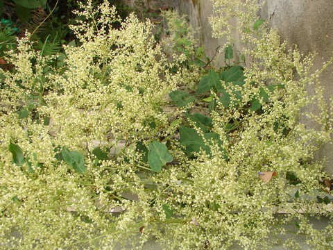 蓼科植物何首乌的圆锥状花序