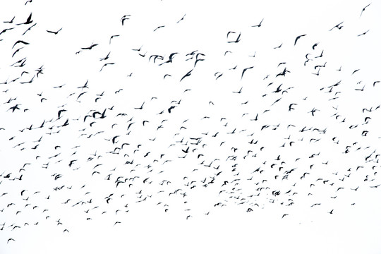 天上飞着一群鸟