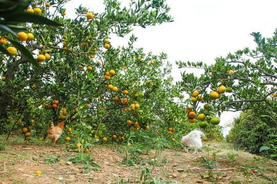 橘子种植基地