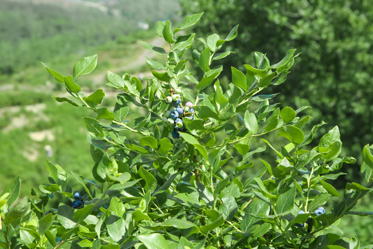 水果园里种着蓝莓