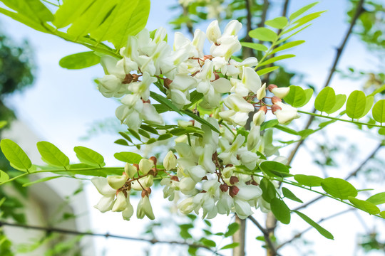 槐树槐花