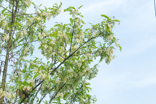 槐树槐花