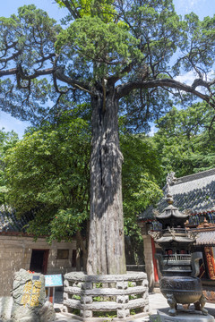 山东青岛崂山太清宫