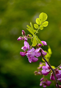 紫槐花