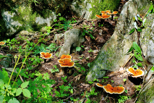 山地种植红灵芝