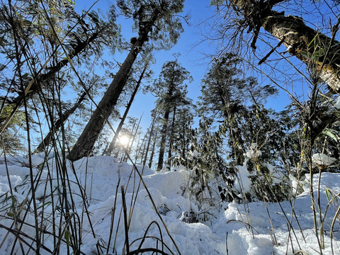 雪景