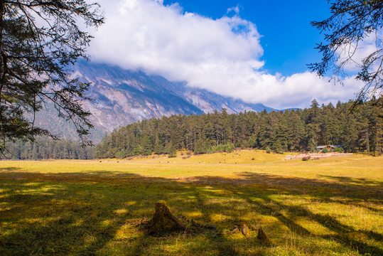 高山牧场