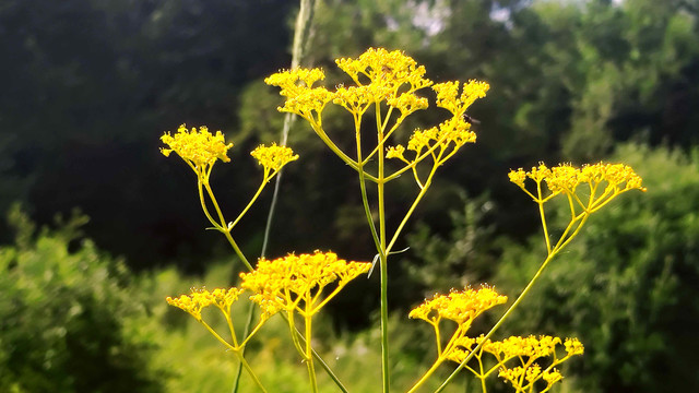 黄花