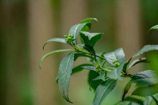 草珊瑚