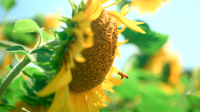 唯美浪漫向日葵葵花花海绽放蜜蜂