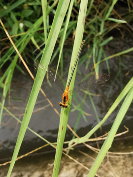 黄蜻蜓